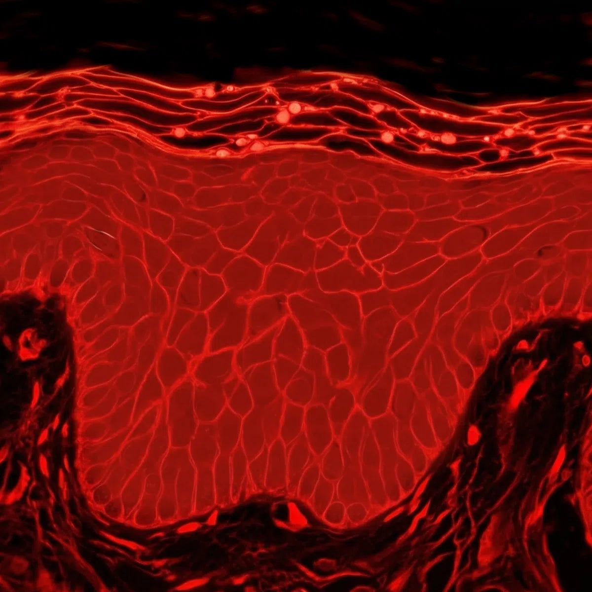Simulated Oil Red O histology showing intact lipids of young healthy skin