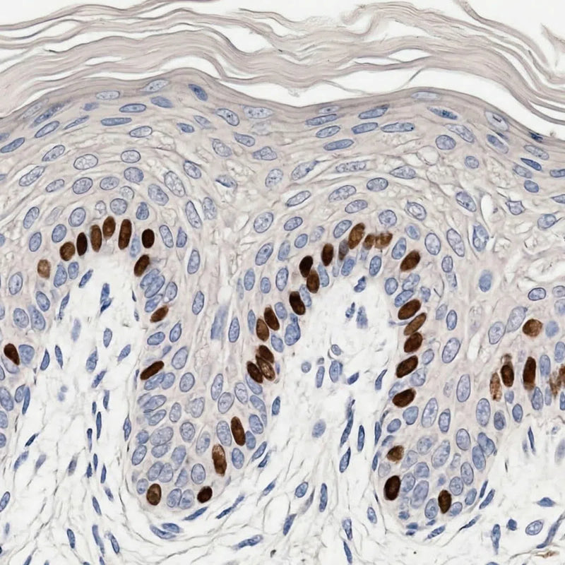 Simulation of healthy skin histology using H&E staining, showing intact scaffolding of collagen, fibrillin and elastic fibres